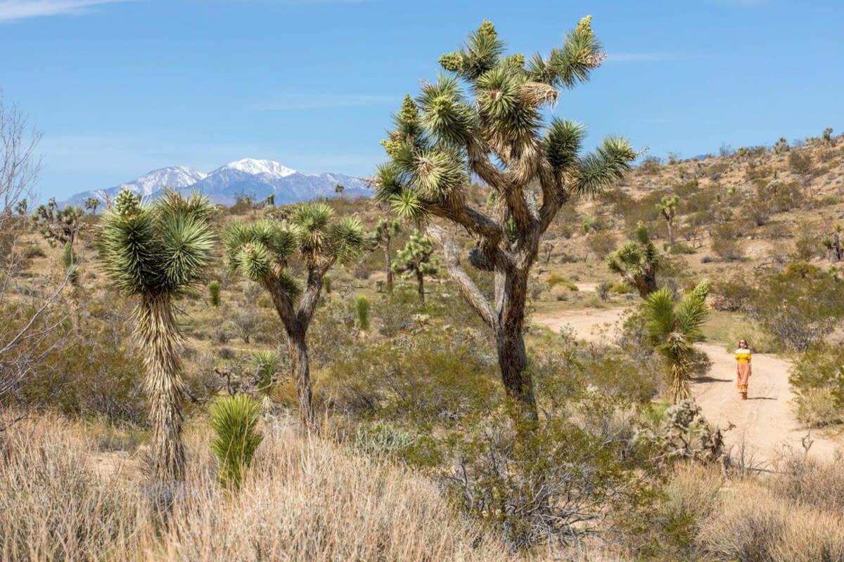 The Bungalows By Homestead Modern Joshua Tree Bagian luar foto